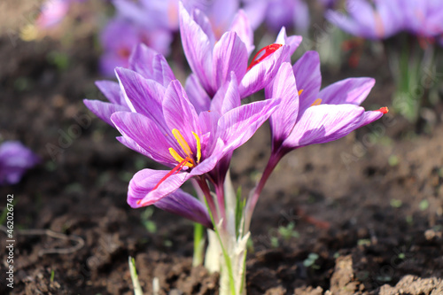 View of blooming flowers crocus sativus growing in an organic garden. In October, the saffron is usually perfect for harvesting.