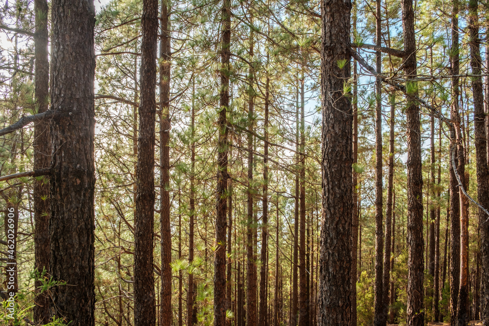 tree trunks in forest, trees with sunshine backlight, summer landscape -