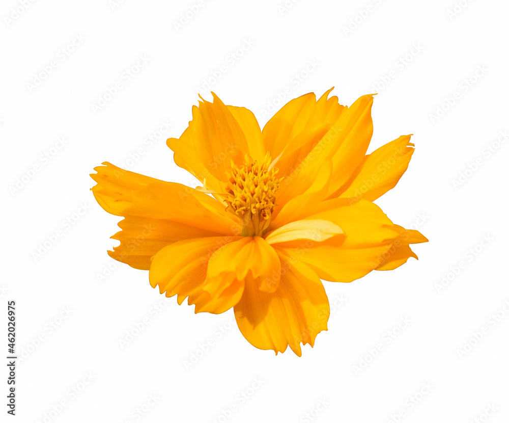 fresh orange cosmos flower blooming side view center. Isolated on white background. fresh orange cosmos flower blooming side view center. Isolated on white background.