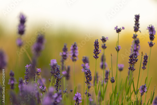 Stunning landscape with a lavender field in the foothills.