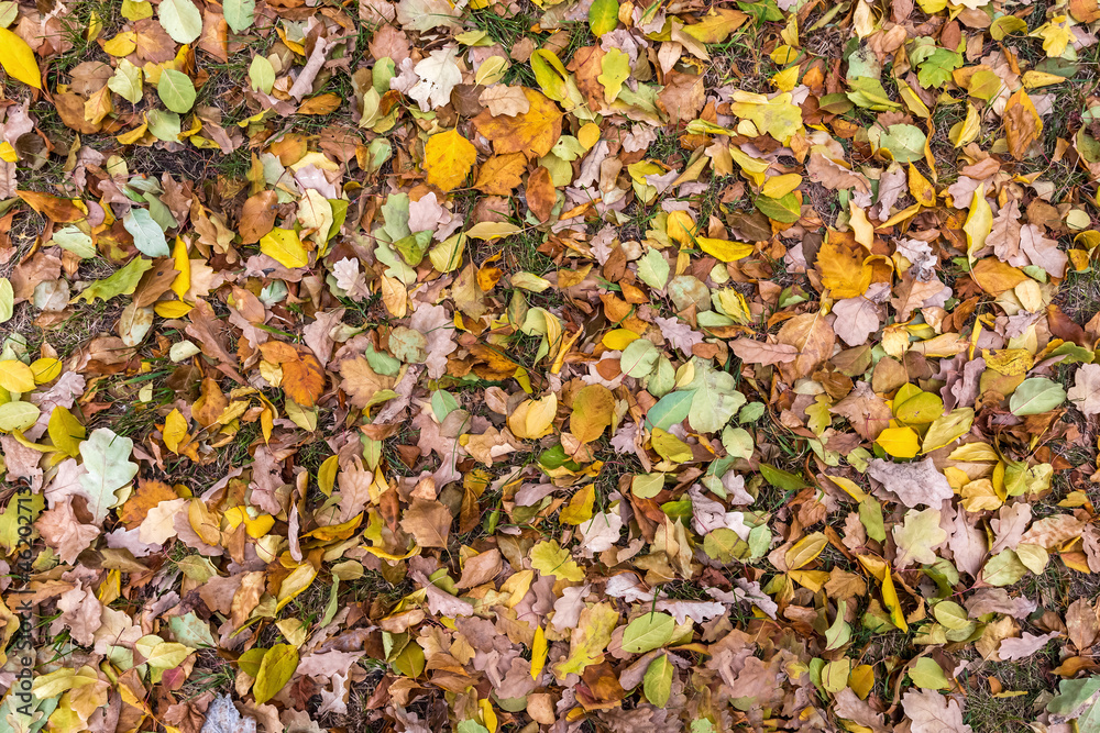 Fallen autumn leaves lie on the grass in the forest. Natural background of multicolored foliage. Top view. Fallen autumn leaves lie on the grass in the forest. Natural background of multicolored foliage. Top view.