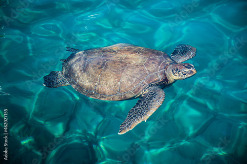 Caretta caretta or loggerhead sea turtle swimming in the turquoise sea