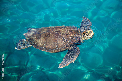 Caretta caretta or loggerhead sea turtle swimming in the turquoise sea
