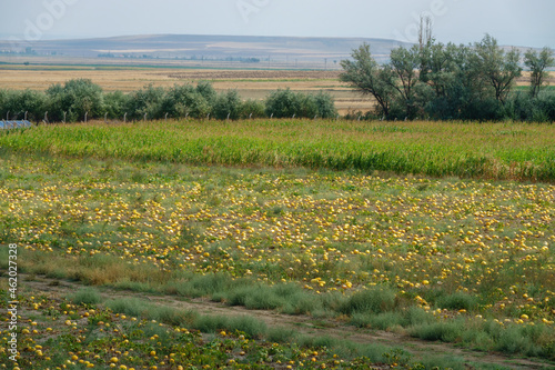 Ripe melons in the field.