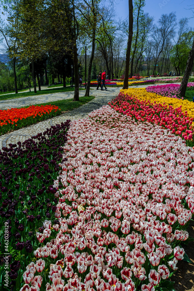 colorful flowers in a garden of Emirgan. Emirgan tulip festival, İstanbul.