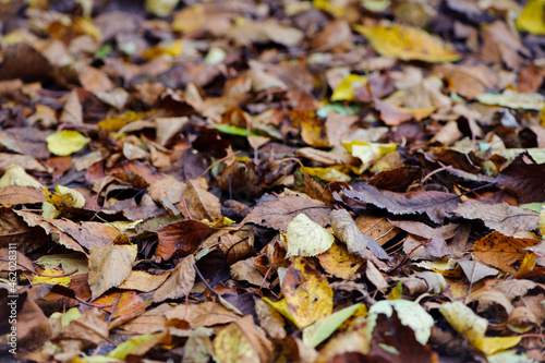 Dry leaves on the ground in a beautiful autumn forest. autumn background, fallen leaves in a forest or park. Grove. walk in the fresh air. selective soft focus. autumn colors, beautiful season