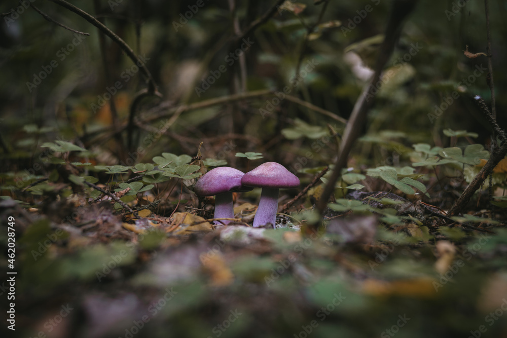 Fototapeta premium Mushrooms in autumn forest sunlight green grass yellow and orange colors 