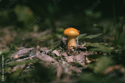 Mushrooms in autumn forest sunlight green grass yellow and orange colors 
