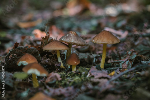 Mushrooms in autumn forest sunlight green grass yellow and orange colors 