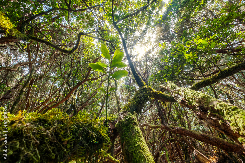 Laurel forest. Trees overgrown with moss Anaga, Tenerife Laurel forest. Trees overgrown with moss Anaga, Tenerife