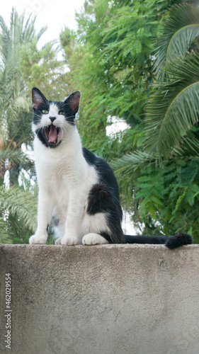 Gato blanco y negro sobre muro de hormigón