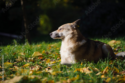 red dog in autumn leaves. red-haired fluffy dog on green grass in fallen leaves. autumn season, the dog lies in nature. home or homeless animal. looks away, warms up on a sunny day