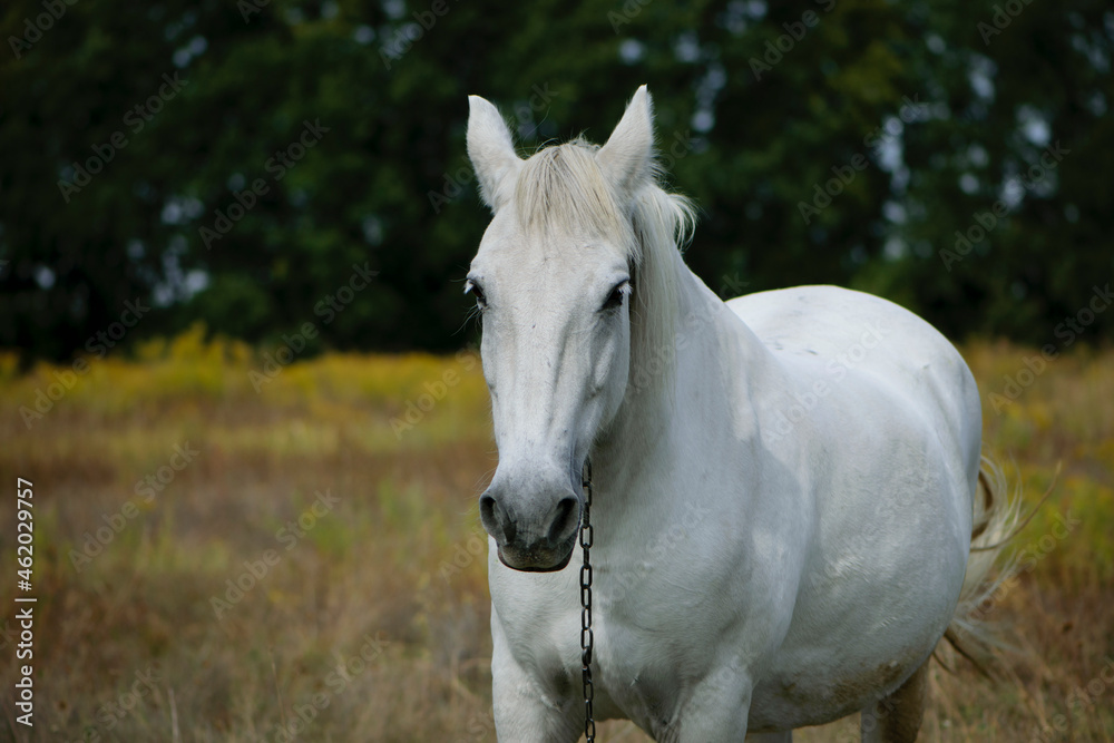 close-up portrait of a white horse. beautiful horse on dry grass in the field. Arabian horse standing in an agriculture field with dry grass in sunny weather. strong, hardy and fast animal. close-up portrait of a white horse. beautiful horse on dry grass in the field. Arabian horse standing in an agriculture field with dry grass in sunny weather. strong, hardy and fast animal.