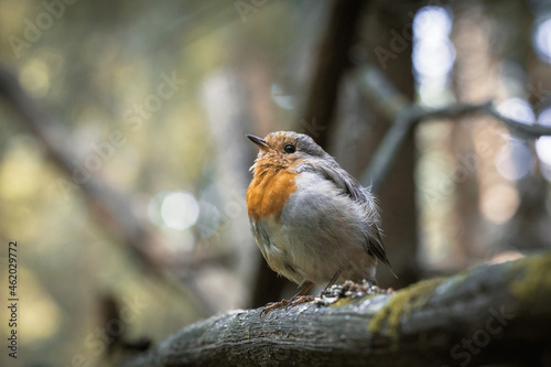 European robin redbreast sitting on a branch in colorful autumn forest orange songbird