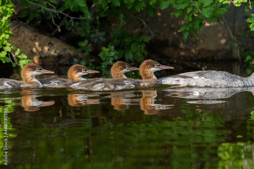 A family of common mergansers swimming on a lake A family of common mergansers swimming on a lake