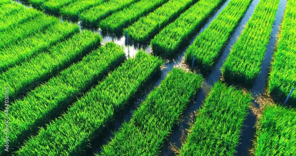 Mesmerizing Aerial Shooting Of Rice Fields Mesmerizing Aerial Shooting Of Rice Fields
