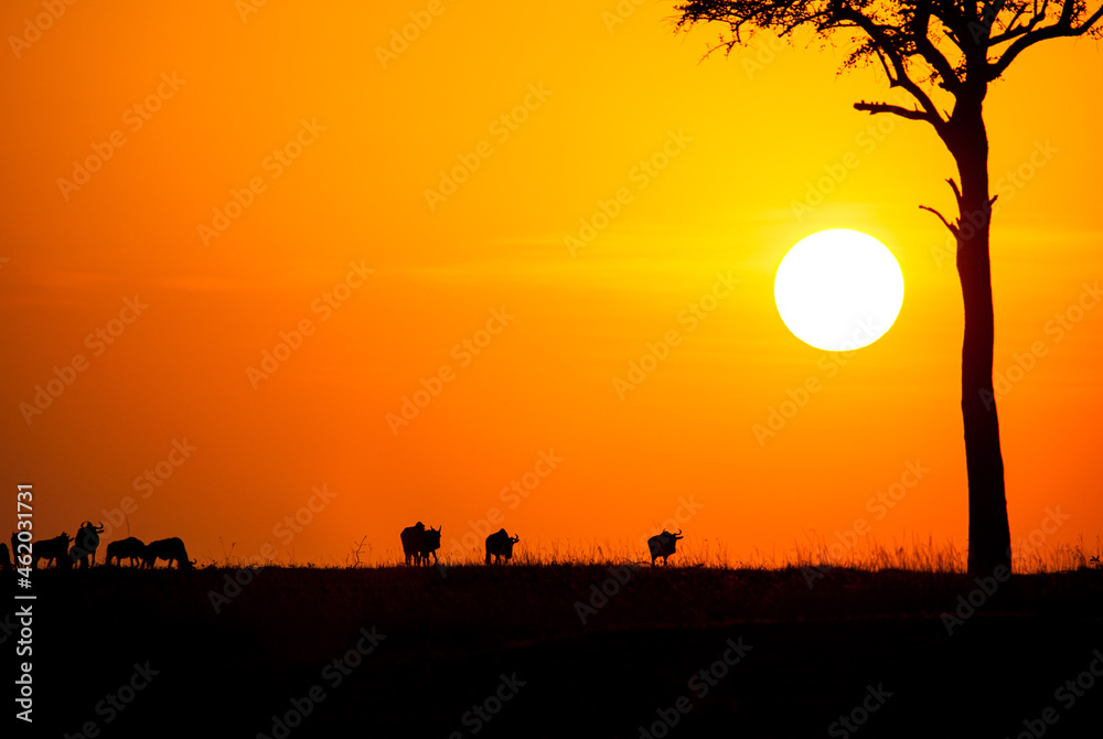 Blue Wildebeest at sunset crossing the Masai Mara during the annual migration in Kenya Blue Wildebeest at sunset crossing the Masai Mara during the annual migration in Kenya