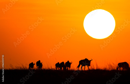Blue Wildebeest at sunset crossing the Masai Mara during the annual migration in Kenya