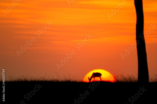 Topi antelope grazing on the Masai Mara against the setting sun in Kenya