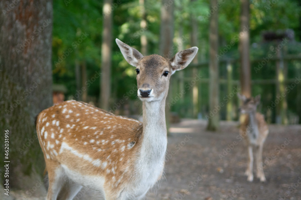 Small Deer in natural woodland forest 