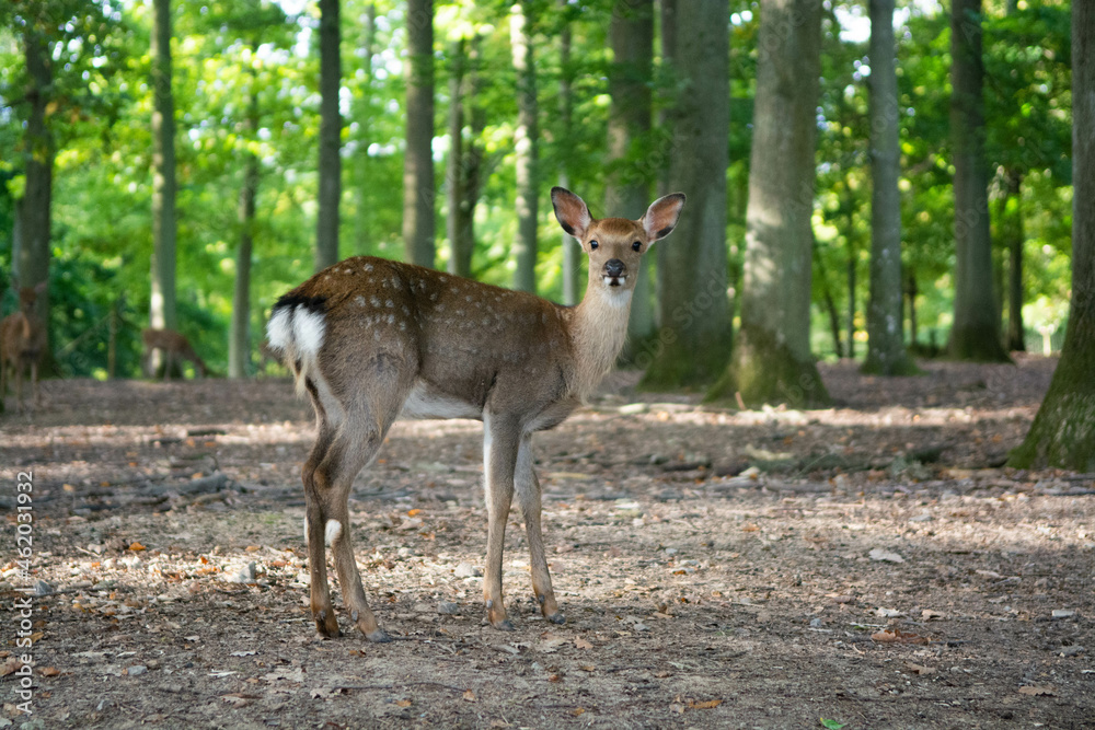 Small Deer in natural woodland forest Small Deer in natural woodland forest