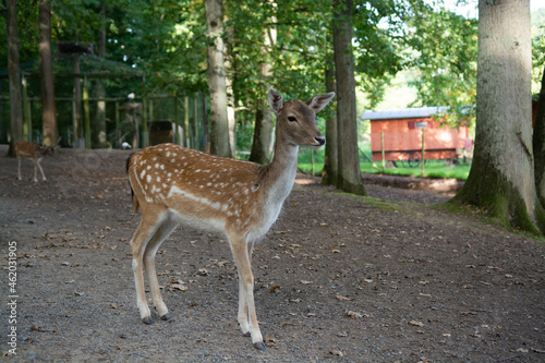 Small Deer in natural woodland forest 