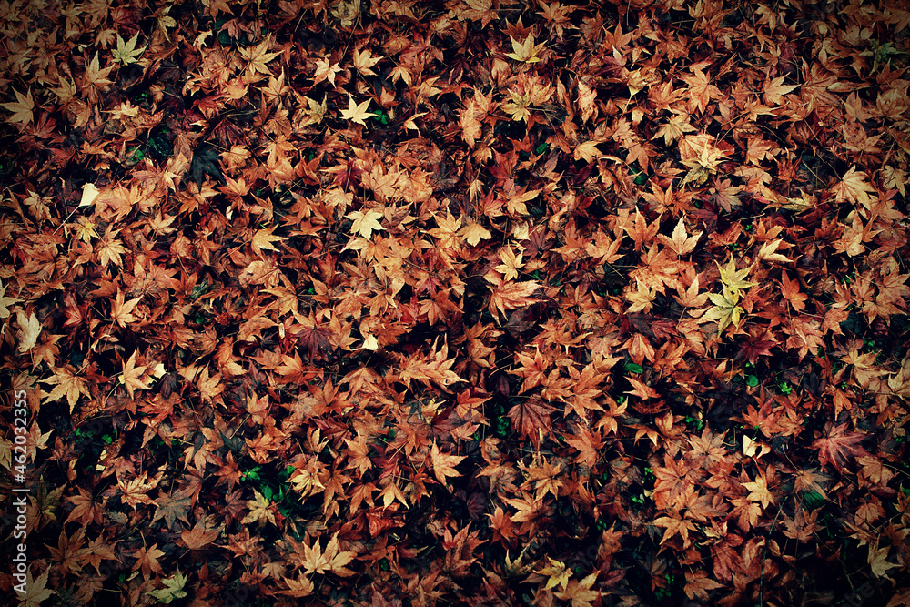 땅에 내려 않은 알록달록한 예쁜 단풍 나뭇잎 가을의 느낌의 낙엽 - Colorful and pretty autumn leaves that are not on the ground-like leaves. 땅에 내려 않은 알록달록한 예쁜 단풍 나뭇잎 가을의 느낌의 낙엽 - Colorful and pretty autumn leaves that are not on the ground-like leaves.