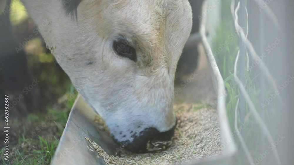 Close up of beef cows eating grain in Australia, on a farming ranch