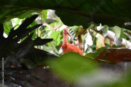 Scarlet Ibis Framed by Leaves on a Tree photo