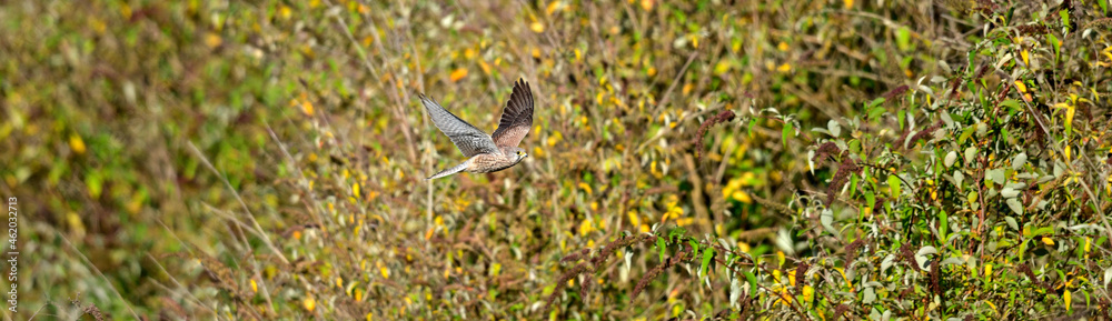 Fototapeta premium Turmfalke // Common kestrel (Falco tinnunculus)