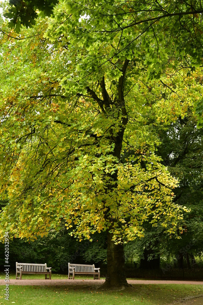 Deux bancs sous les feuilles dorées au parc Tournay-Solvay à Watermael-Boitsfort 