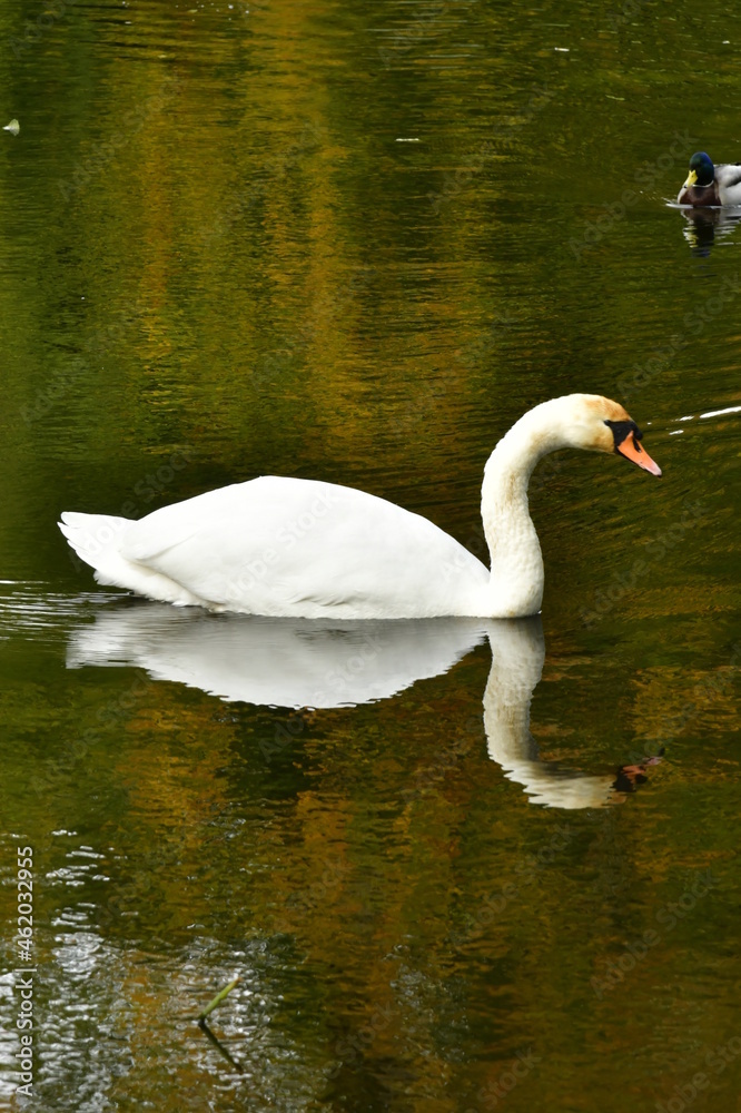 Cygne nageant tranquillement dans les eaux de l'étang du parc Tournay-Solvay à Watermael-Boitsfort Cygne nageant tranquillement dans les eaux de l'étang du parc Tournay-Solvay à Watermael-Boitsfort