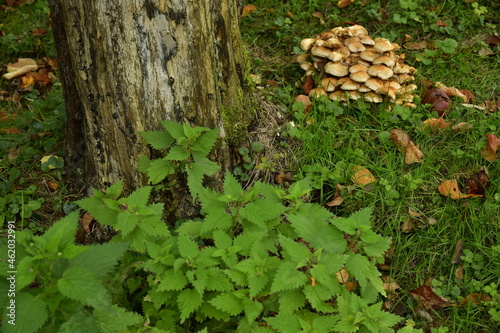 Ama de champignons au pied d'un arbre au parc Tournay-Solvay en automne à Watermael-Boitsfort 