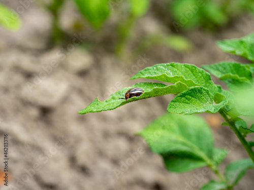 Close-up of an adult Colorado potato beetle on potato leaves. Insects, parasites, pests of agriculture © Sergey
