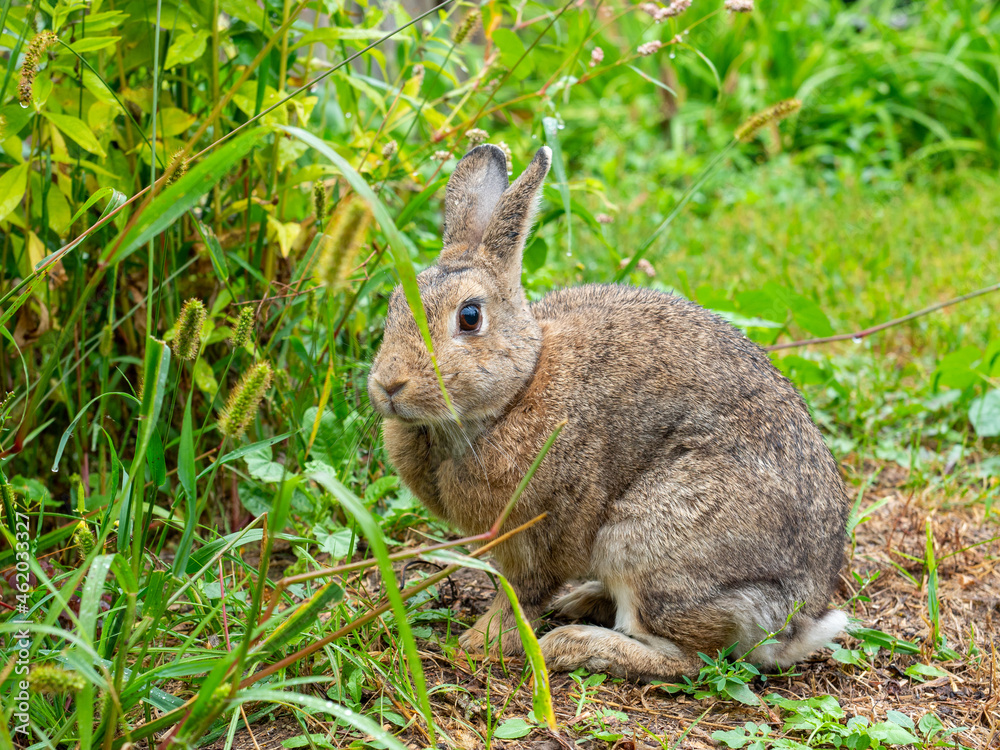 Obraz premium close-up of a cute little rabbit wet after the rain in summer among the grass. Cute pet