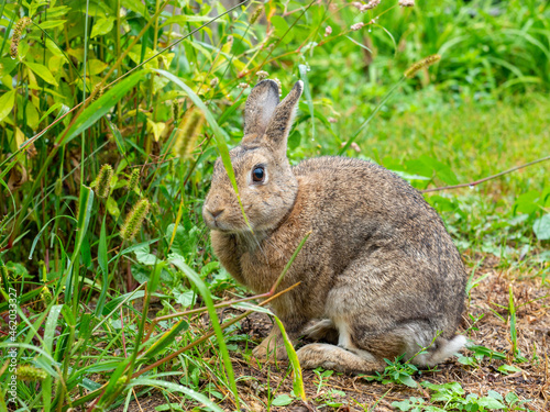 close-up of a cute little rabbit wet after the rain in summer among the grass. Cute pet © Sergey