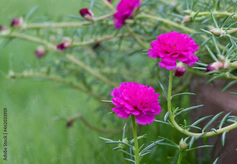 beauty fresh purple portulaca flower multi soft petal in botany garden beauty fresh purple portulaca flower multi soft petal in botany garden