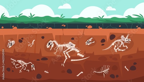 Underground fossil. Cartoon Earth ground layers with dinosaur skeleton and skull. Extinct reptile bones science exploration. Vector geology and paleontology excavation illustration