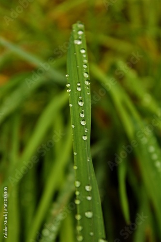 Macro sesja z mokrą trawą