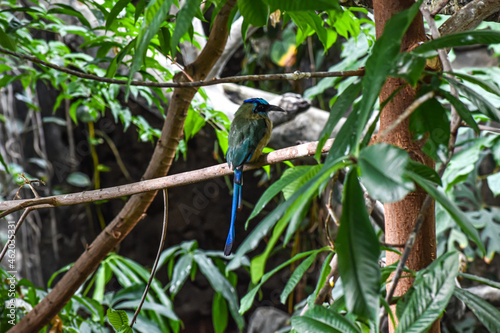 Blue-Crowned Motmot sitting on a branch