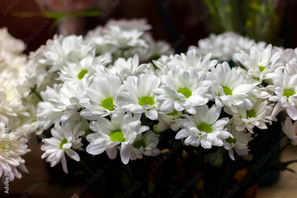 bouquet of white chrysanthemums with a green center close-up bouquet of white chrysanthemums with a green center close-up