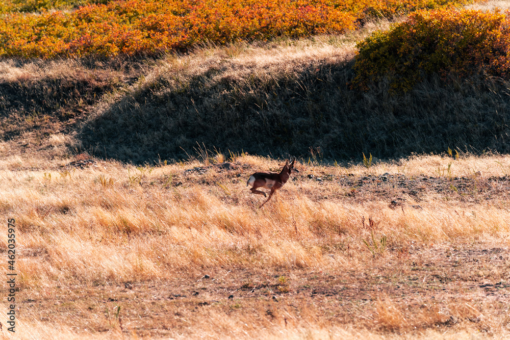 Wyoming Prong Horn Antelope in Fall Meadow Wyoming Prong Horn Antelope in Fall Meadow