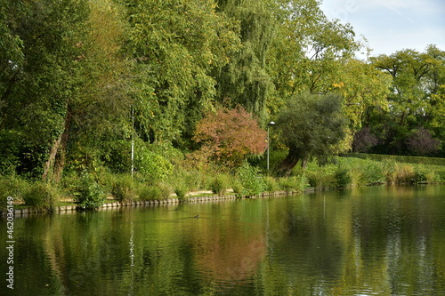 L'arbuste à feuillage brun contrastant avec les vert de la végétation luxuriante à l'étang du parc Tercoigne à Auderghem