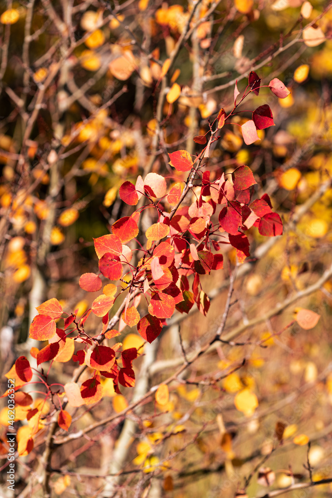 Colorful Red Autumn Leaves in Fall Colorful Red Autumn Leaves in Fall