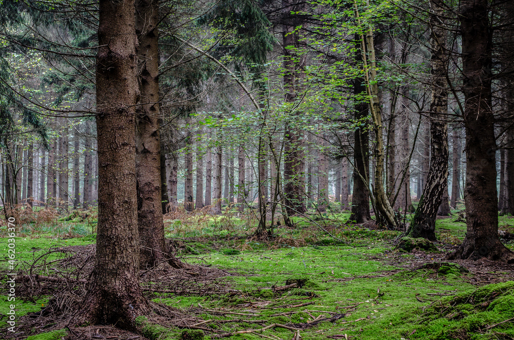 Obraz premium Forêt de Saint amand Les Eaux 