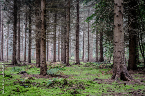 Forêt de Saint Amand Les Eaux 