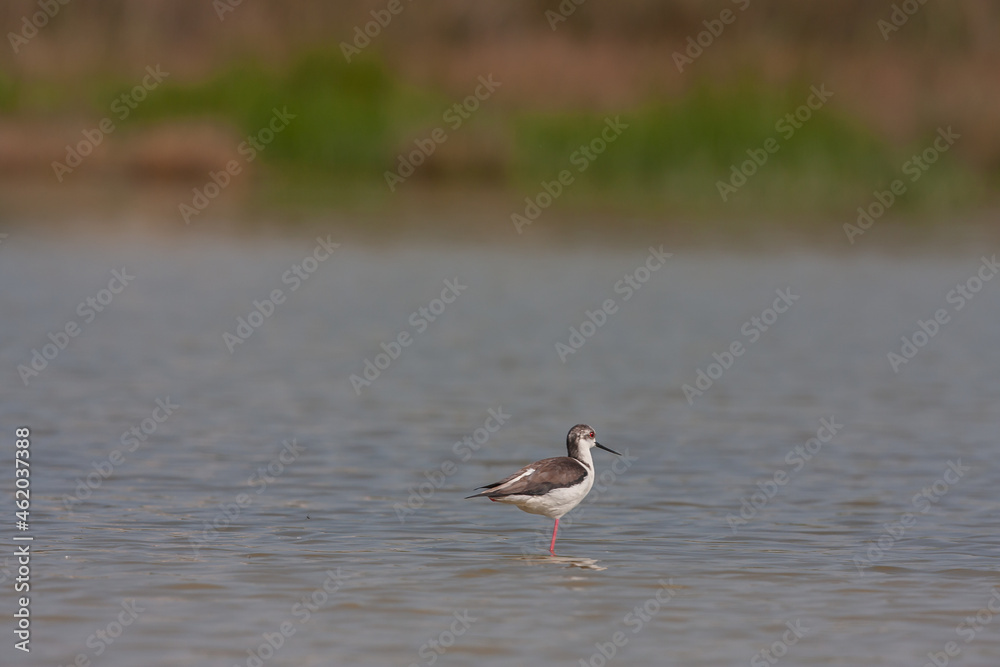 Black-winged Stilt (Himantopus himantopus) feeding in a pond Black-winged Stilt (Himantopus himantopus) feeding in a pond