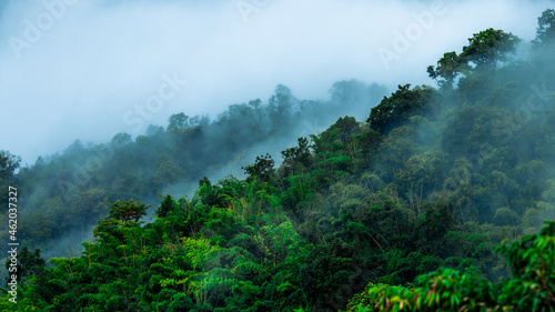 Natural blurred background of fog scattered among trees in the morning, with soft sunlight from the sun, seasonal beauty. © bangprik