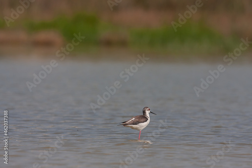 Black-winged Stilt (Himantopus himantopus) feeding in a pond