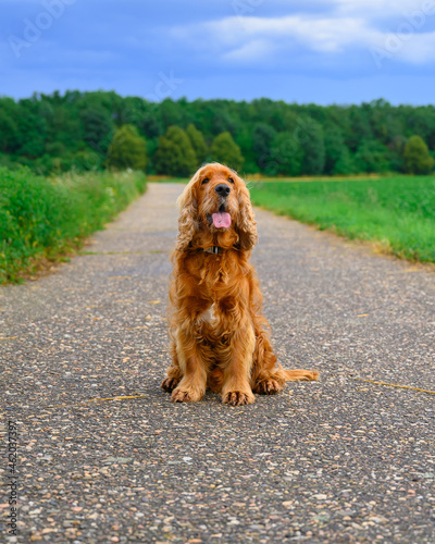 Dog Animal Nature Sky Spaniel